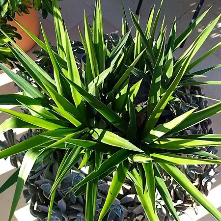 Pina Lejlighed Lumbarda