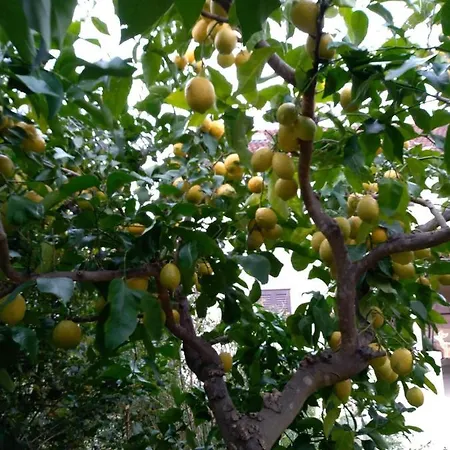 Pina Lumbarda