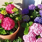 Apartament Pina *