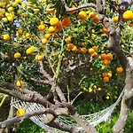 Pina * Lumbarda