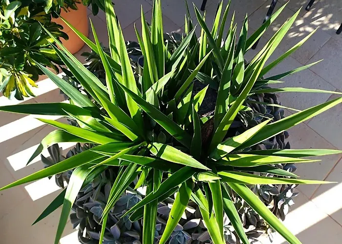 Pina Διαμέρισμα Λομπάρδα