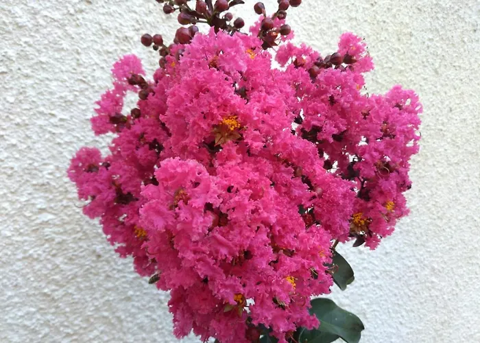 Διαμέρισμα Pina *