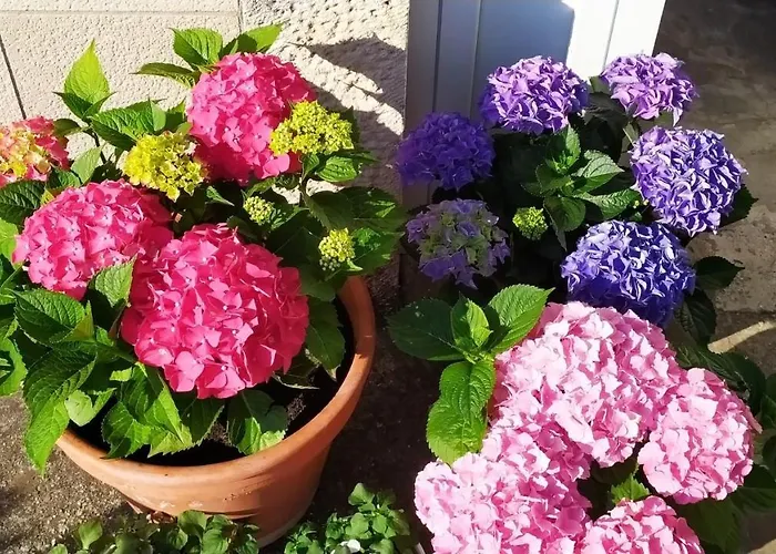 Διαμέρισμα Pina *