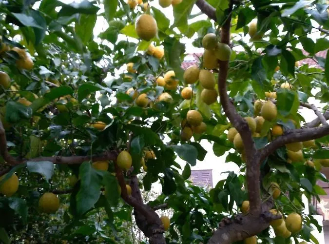 Pina Λομπάρδα